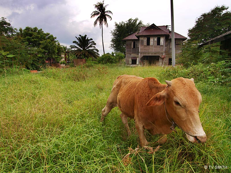 Those Mysterious Perakian Eyes