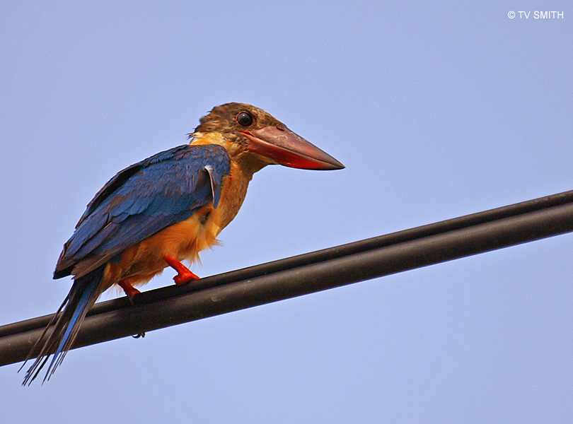 Those Mysterious Perakian Eyes